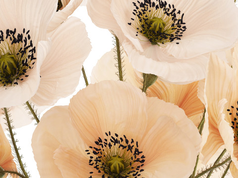 Bouquet Of White Wild Flowers Poppy In A Vase 479 3D Модель