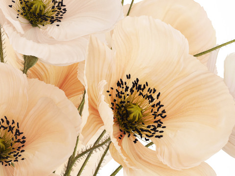 Bouquet Of White Wild Flowers Poppy In A Vase 479 3D Модель