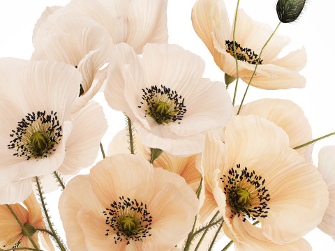 Bouquet Of White Wild Flowers Poppy In A Vase 479 3D Модель