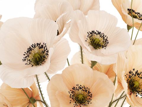 Bouquet Of White Wild Flowers Poppy In A Vase 479 3D Модель
