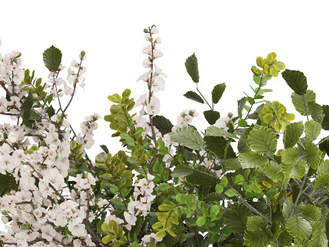 Beautiful Bouquet Of Cherry Blossom Branches 482 3D Model