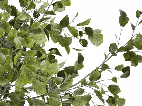 Beautiful Bouquet Of Cherry Blossom Branches 482 Model 3D