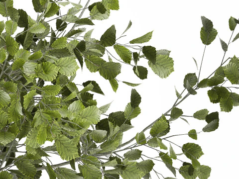 Beautiful Bouquet Of Cherry Blossom Branches 482 3D Model