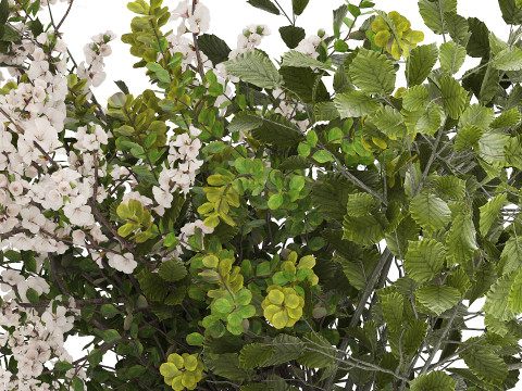 Beautiful Bouquet Of Cherry Blossom Branches 482 Model 3D