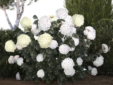 Garden Of Pine Topiary With White Hydrangea Bush 1472 3D Model