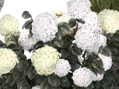 Garden Of Pine Topiary With White Hydrangea Bush 1472 3D Model