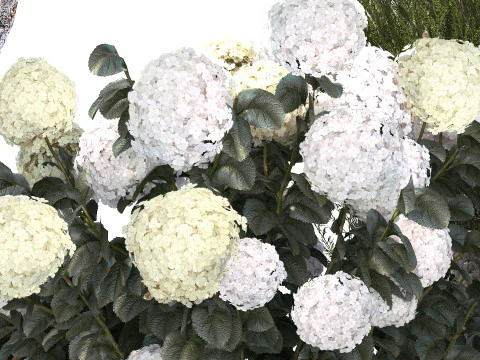Garden Of Pine Topiary With White Hydrangea Bush 1472 3D Model