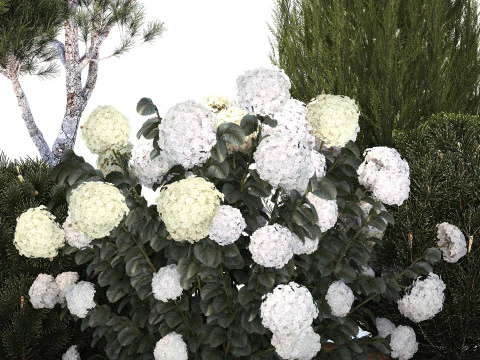 Garden Of Pine Topiary With White Hydrangea Bush 1472 3D Model