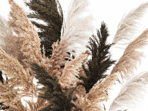 Beautiful Bouquet Dried Flowers Cortaderia Pampas 487 3D Model