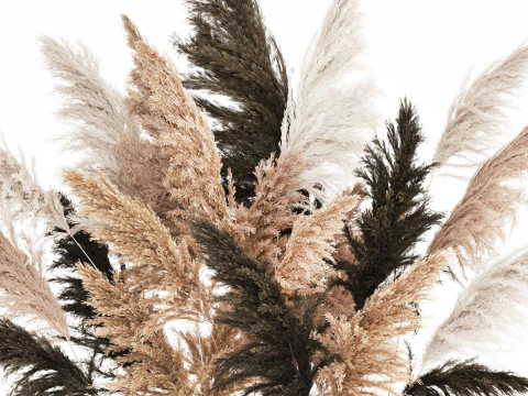 Beautiful Bouquet Dried Flowers Cortaderia Pampas 487 3D Model