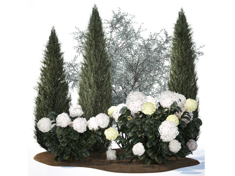 Olive cypress topiary with white bush hydrangea 1473 3D Модель