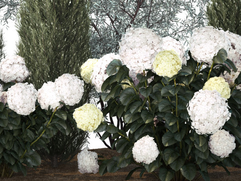 Olive cypress topiary with white bush hydrangea 1473 3D Model