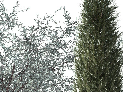 Topi&aacute;ria de cipreste verde-oliva com hort&ecirc;nsia de arbusto branco 1473 Modelo 3D