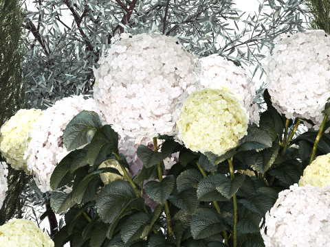 Olive cypress topiary with white bush hydrangea 1473 3D Model