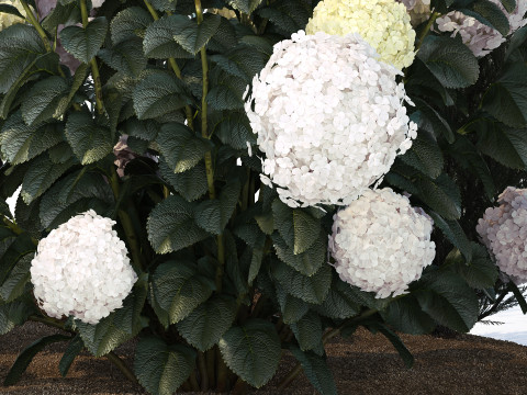 Olive cypress topiary with white bush hydrangea 1473 3D Model