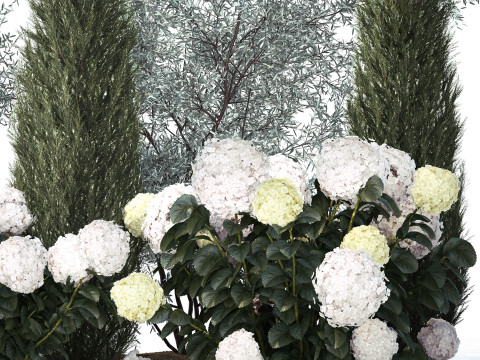 Olive cypress topiary with white bush hydrangea 1473 3D Model