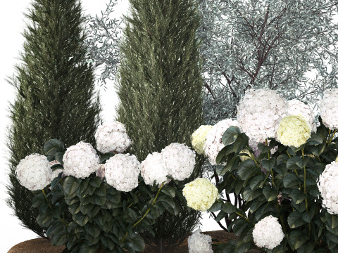 Olive cypress topiary with white bush hydrangea 1473 3D Model