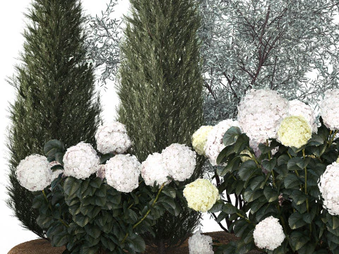 Topi&aacute;ria de cipreste verde-oliva com hort&ecirc;nsia de arbusto branco 1473 Modelo 3D