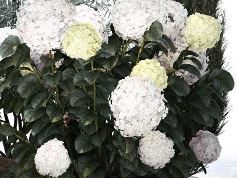 Topi&aacute;ria de cipreste verde-oliva com hort&ecirc;nsia de arbusto branco 1473 Modelo 3D