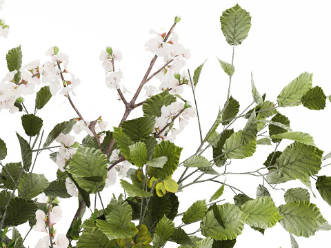 Beautiful Bouquet Of Branches Flowering Cherries 489 3D Model