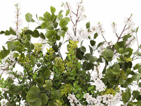 Beautiful Bouquet Of Branches Flowering Cherries 489 3D Модель