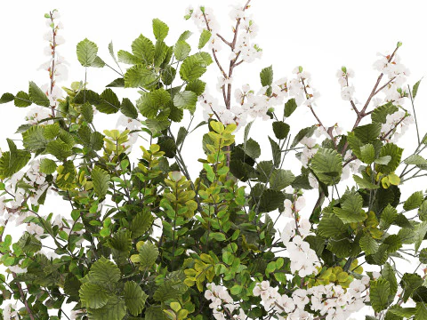 Beautiful Bouquet Of Branches Flowering Cherries 489 3D Model