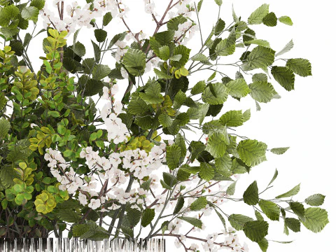 Beautiful Bouquet Of Branches Flowering Cherries 489 3D Model