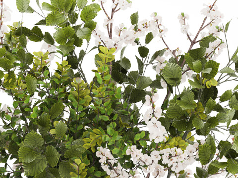 Beautiful Bouquet Of Branches Flowering Cherries 489 3D Модель