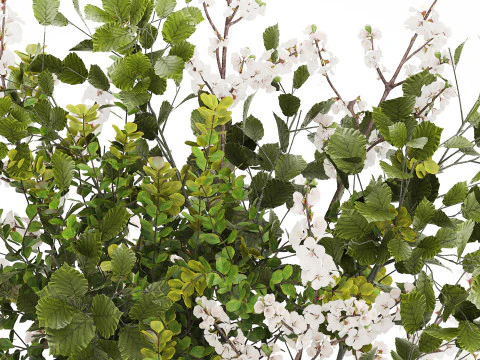 Beautiful Bouquet Of Branches Flowering Cherries 489 3D Model