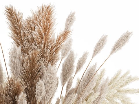 Bouquet Of Dried Flowers Cortaderia Pampas Reed 496 3D Model