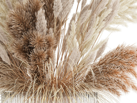 Bouquet Of Dried Flowers Cortaderia Pampas Reed 496 3D Model
