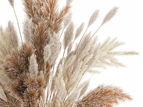 Bouquet Of Dried Flowers Cortaderia Pampas Reed 496 3D Model