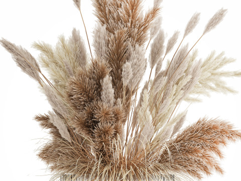 Bouquet Of Dried Flowers Cortaderia Pampas Reed 496 3D Model