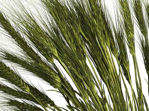 Summer Bouquet Of Wild Flowers Wheat Spikelet 499 3D 模型