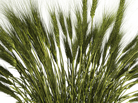Summer Bouquet Of Wild Flowers Wheat Spikelet 499 3D 模型