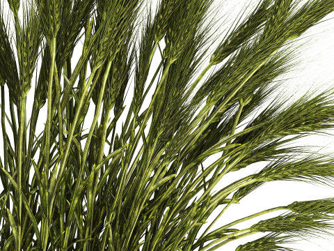 Summer Bouquet Of Wild Flowers Wheat Spikelet 499 3D 模型