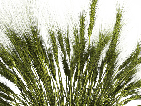 Summer Bouquet Of Wild Flowers Wheat Spikelet 499 3D 模型