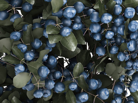Bouquet Of Blueberry Branches In A Modern Glass 500 3D 모델