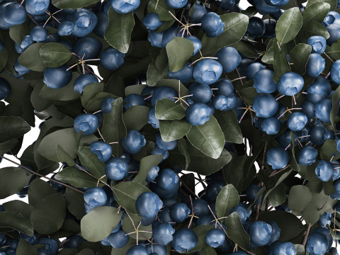 Bouquet Of Blueberry Branches In A Modern Glass 500 3D 모델