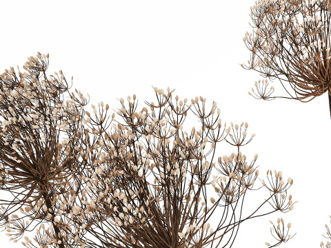Dried Flowers Vase Dry Branches Heracleum Hogweed 501 Modèle 3D