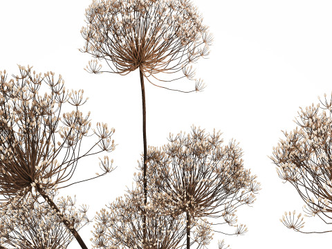 Dried Flowers Vase Dry Branches Heracleum Hogweed 501 Modèle 3D