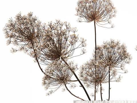Dried Flowers Vase Dry Branches Heracleum Hogweed 501 Modèle 3D