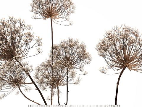 Dried Flowers Vase Dry Branches Heracleum Hogweed 501 Modèle 3D