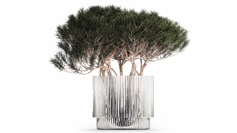 Bouquet In A Glass Vase Coniferous Pine Branches 502 Modelo 3D .c4d .max .obj .3ds .fbx .stl .blend