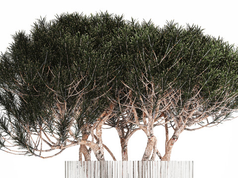 Bouquet In A Glass Vase Coniferous Pine Branches 502 Modelo 3D
