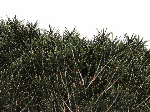 Bouquet In A Glass Vase Coniferous Pine Branches 502 Modelo 3D