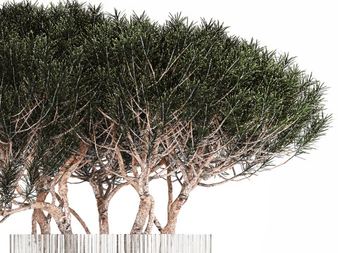 Bouquet In A Glass Vase Coniferous Pine Branches 502 Modelo 3D