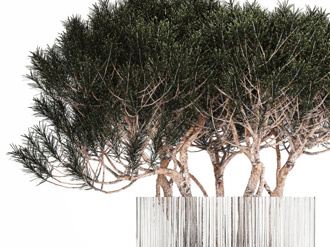 Bouquet In A Glass Vase Coniferous Pine Branches 502 Modelo 3D
