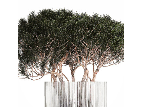Bouquet In A Glass Vase Coniferous Pine Branches 502 Modelo 3D