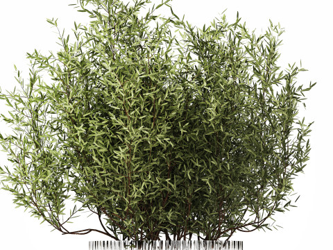 Bouquet in a glass vase of olive branches 503 3D मॉडल